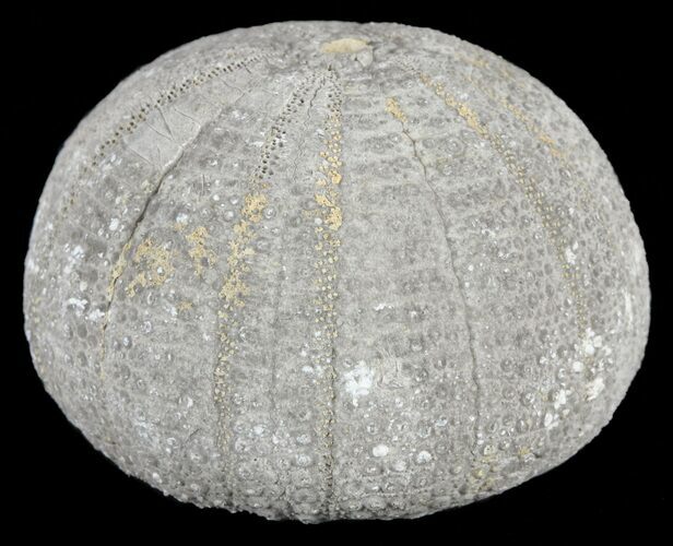 Fossil Echinoid (Eucosmus) - Garsif, Morocco #61428